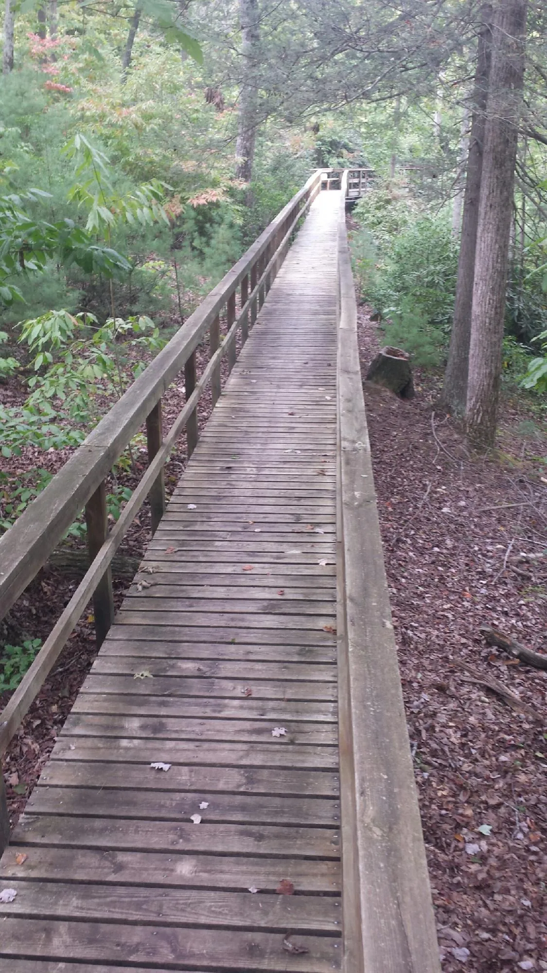 Long wood walkway with handrails built through the woods in Wheaton